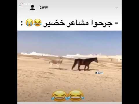 جرحو مشاعرك يا خضير ارسلها لخضير