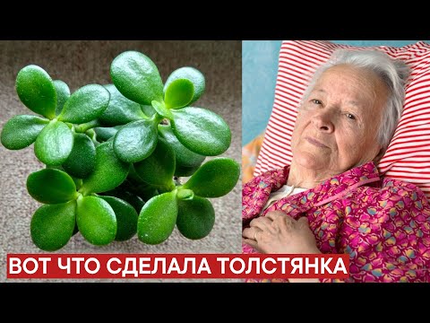 Вот что ДЕНЕЖНОЕ ДЕРЕВО дома сделало с моим телом. Что творит толстянка?