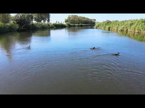 Zuid-Holland (omgeving Brielle)