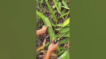 Cutting big leaves with scissors—so satisfying! 🌿✂️ Crisp, clean, and ready to use.#shorts