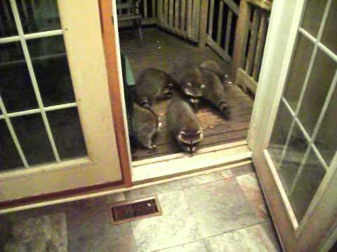 Raccoons and Peanut Butter Sandwiches