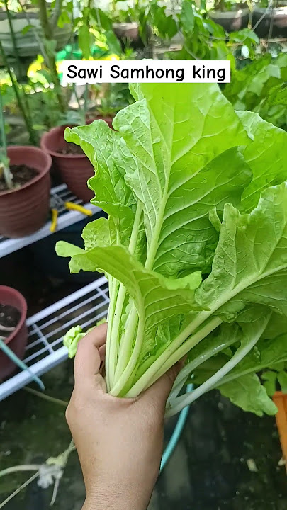 Who has tried this mustard greens? Comment #gardening #mustard greens #samhongking #farming #plan...