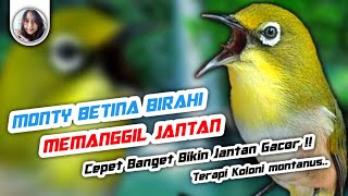 Terapi pleci monty betina birahi memanggil jantan bikin cepat buka paruh