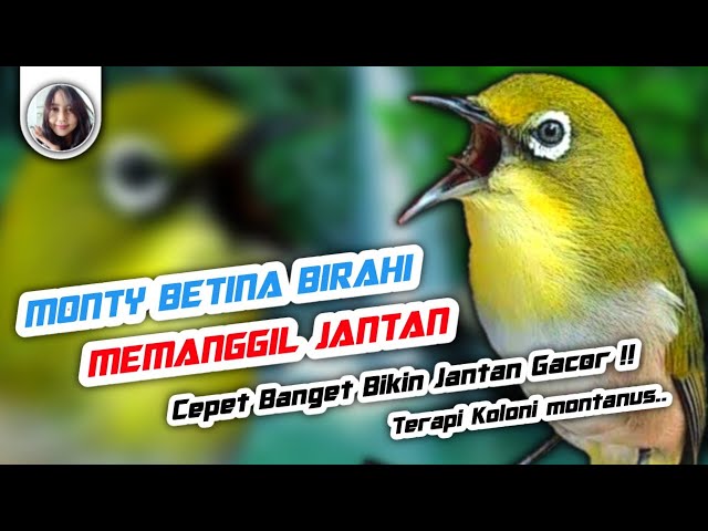 Terapi pleci monty betina birahi memanggil jantan bikin cepat buka paruh class=