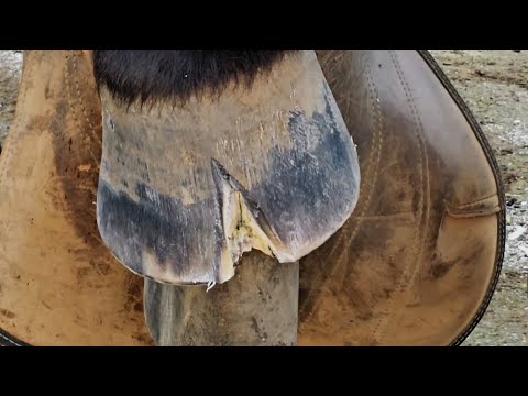 What Is Causing This Hoof to Split - Hoof Resection - Dealing with Whiteline Disease and Thrush