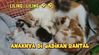 Liling liling anaknya di jadikan bantal@lolongcat