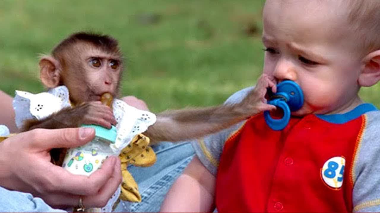 Короткие видео сюжеты. Малыши обезьянки. Обезьяна с малышом. Мартышка с детьми. Маленькая обезьяна и дети.