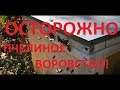 О пчелином воровстве. Напад пчел!