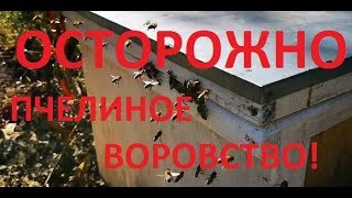 О пчелином воровстве. Напад пчел!