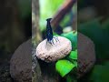 EASY Shrimp Tank Setup Anyone Can Do!