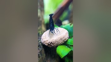 EASY Shrimp Tank Setup Anyone Can Do!