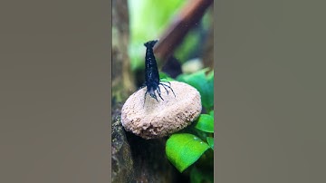 EASY Shrimp Tank Setup Anyone Can Do!