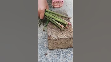 Alat Pertanian Super Tajam Untuk Memotong Batang Jahe Dengan Mudah Dan Cepat #shorts