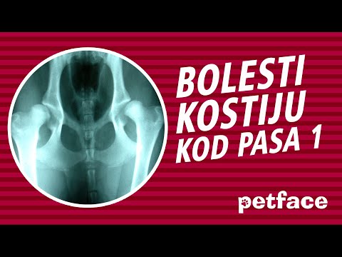 Video: Šta je hromost kod pasa?