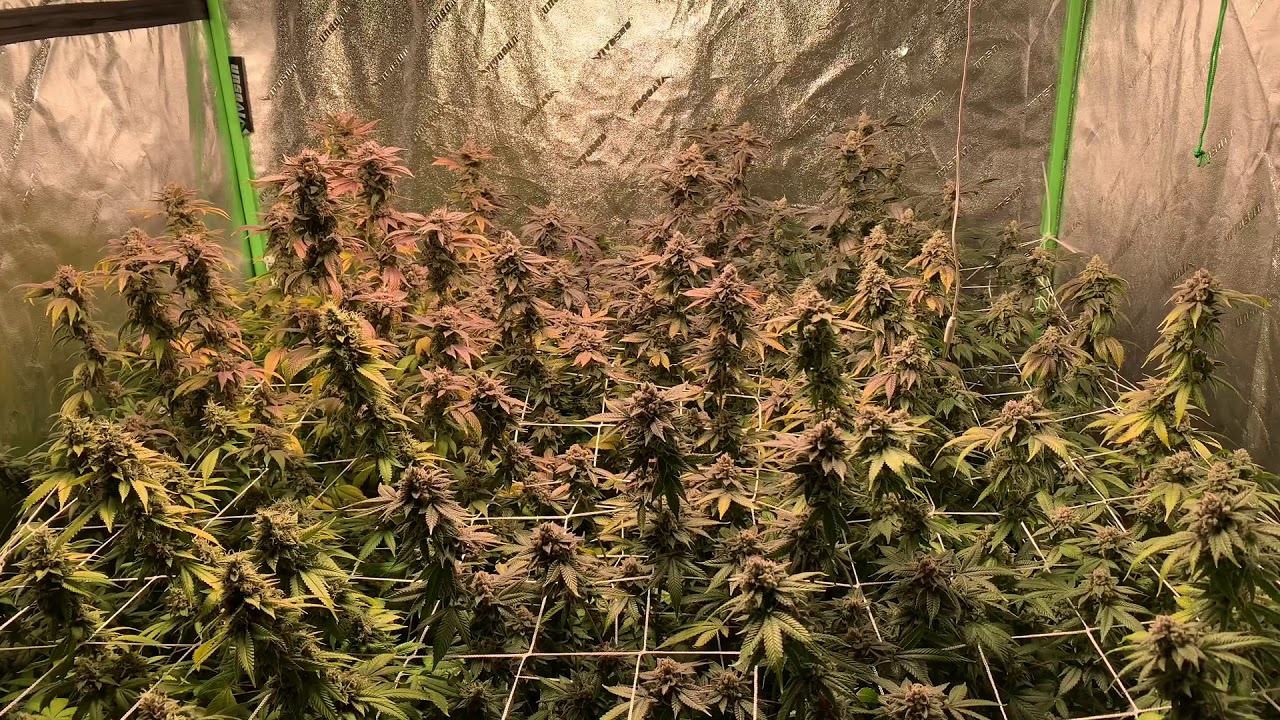 HLG 550 V2 RSPEC LED Grow Update Day 63 of Flower