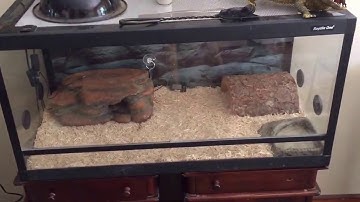 Woma Python Setup and Care