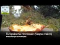 Hornissen (Vespa crabro)
