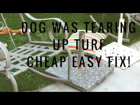 cheap-easy-fix-for-dog-tearing-up-turf!