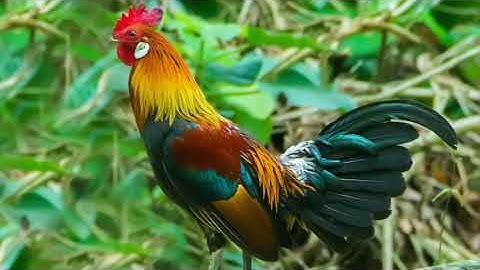 suab ntsuag Lau qaib qus qua zoo heev. tiếng gà trống f1 เสียงไก่ป่าตัวผู้ 100%