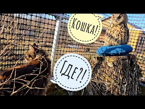 Кошка Морошка проверяет,