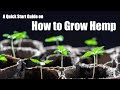 Quickstart guide to growing hemp from scratch