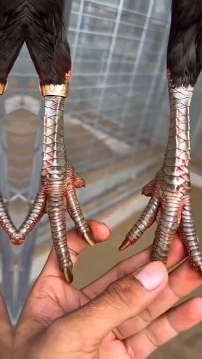 pure aseel | achi nali ki pehchan | #aseel #pure #youtube #trending #videos #mianwali #high quality