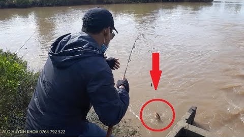 CÂU CÁ NGÁT BẰNG MỒI TÉP RẤT LÀ HIỆU QUẢ |  HUYNH KHOA FISHING