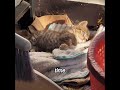 This kitten was adopted by someone with a good intention.#cat #foryou