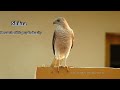 Shikra