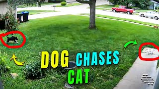 Dog Joins the Fun and Chases a Cat That’s Chasing Another Cat