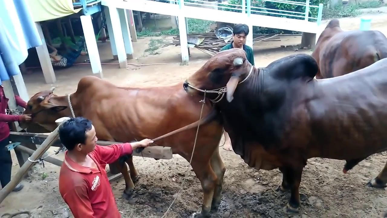 BULL MATING YouTube