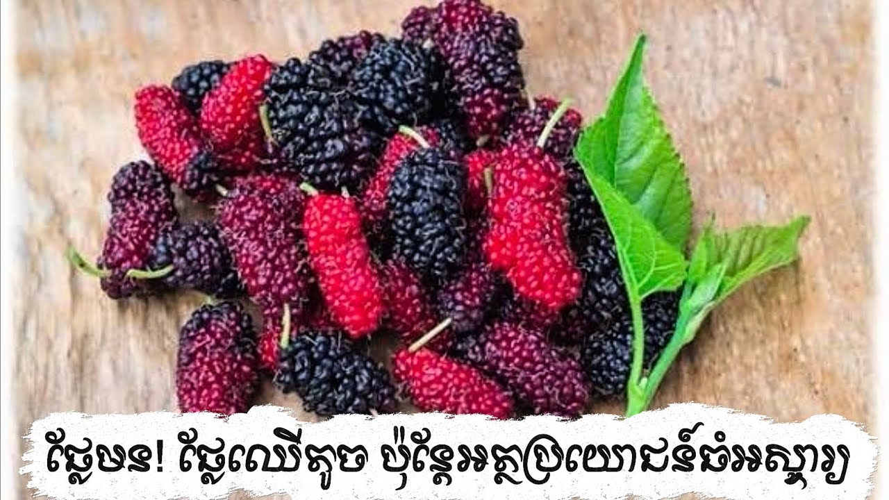 	ផ្លែមន! ផ្លែឈើតូច ប៉ុន្តែអត្ថប្រយោជន៍ធំអស្ចារ្យ