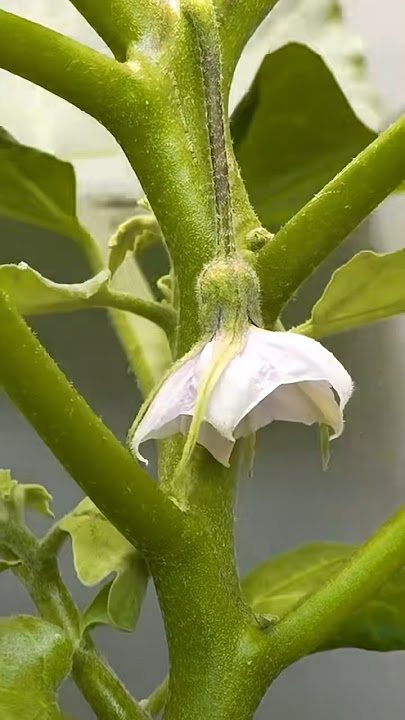 Eggplant Plant Growth Time-Lapse | Amazing Transformation in Seconds #Eggplant #TimeLapse #PlantGrow