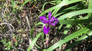 Point Lobos #botanyblast Wildflower Series: Douglas Iris (Iris douglasiana)