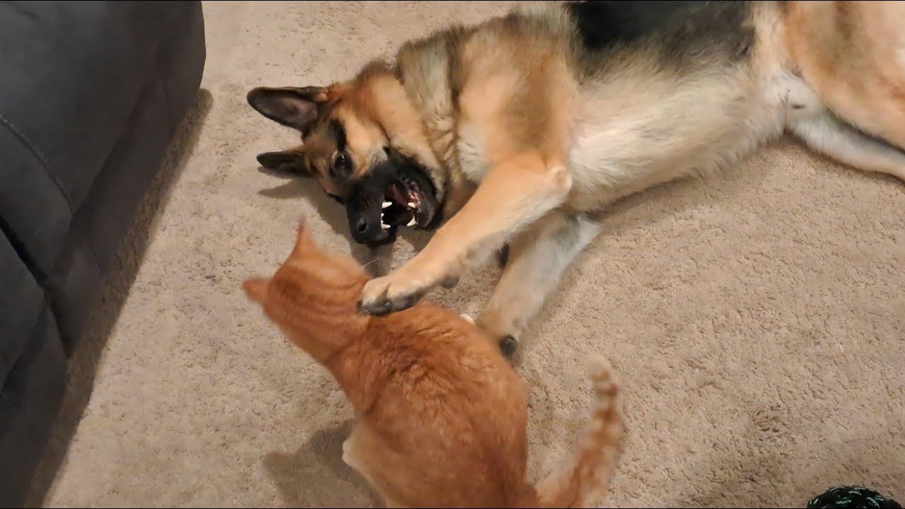 Scrappy days are here again 