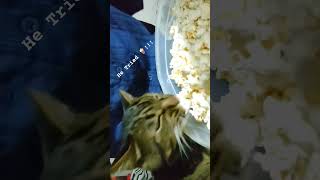 Cat Tries Popcorn! #catshorts #catlover #catvideos