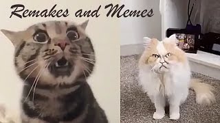 Funny Animal videos compilation 😂 Crazy remake and memes 2020 😂 Try not to laugh ! Cafa Land #5