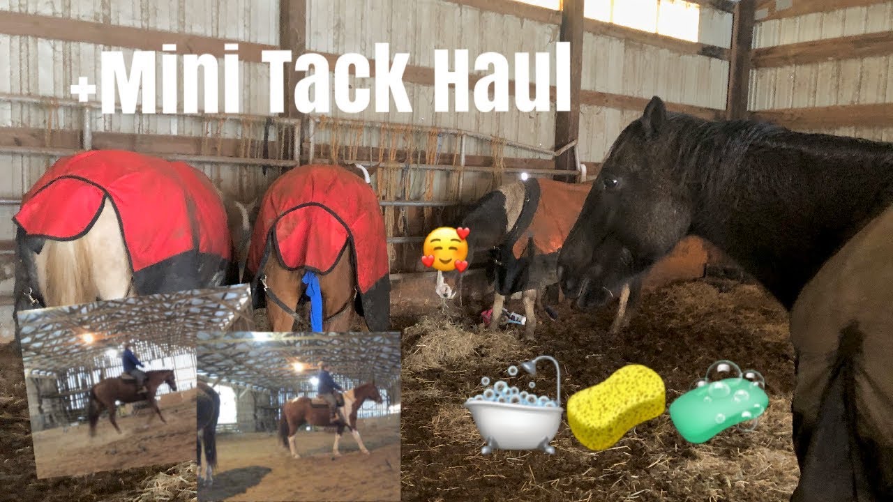 Small Spay Day for the Horses and Riding Galore! YouTube