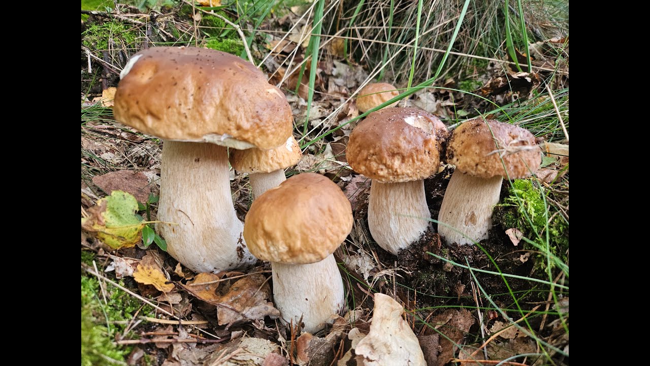 Bory Tucholskie - grzybobranie w ostatni dzień lata.