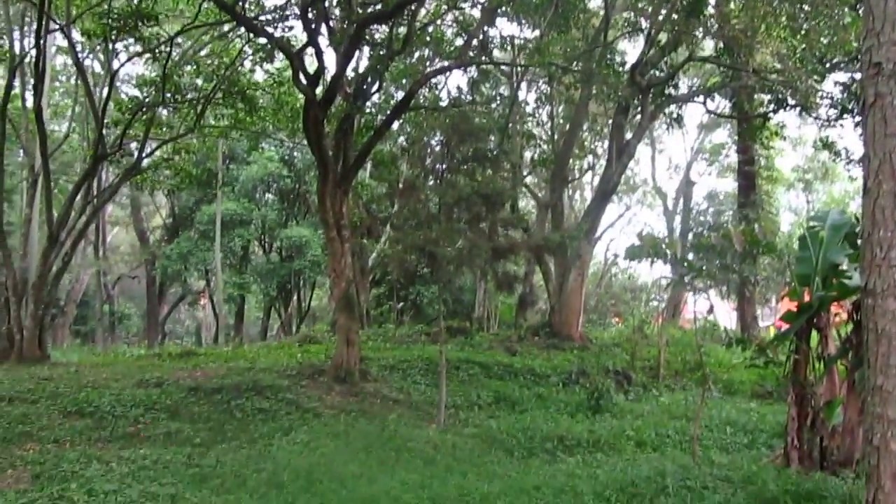 Bosque de Xalapa por una tarde de Mayo del 2020. Video 3 Walking in