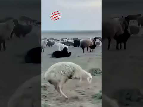 بز و گوسفند  فرگشت گوسفندی که مثل انسان راه میره