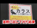コレが本当か実際に試してみた 20220606、カラス&四つ足カルテット
