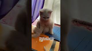 #cat #kitten #cute #kittenlove #viralkittens #catshorts #catlove