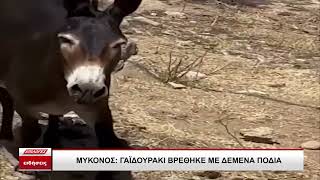Μύκονος: Βρέθηκε γαϊδουράκι με δεμένα τα πόδια