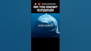 Unveiling the Megalodon: Ancient Giant of the Seas 🌊🦈 #megalodon #meg #movies #meg2movie #sharks