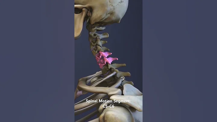 Spinal Motion Segment: C5-C6