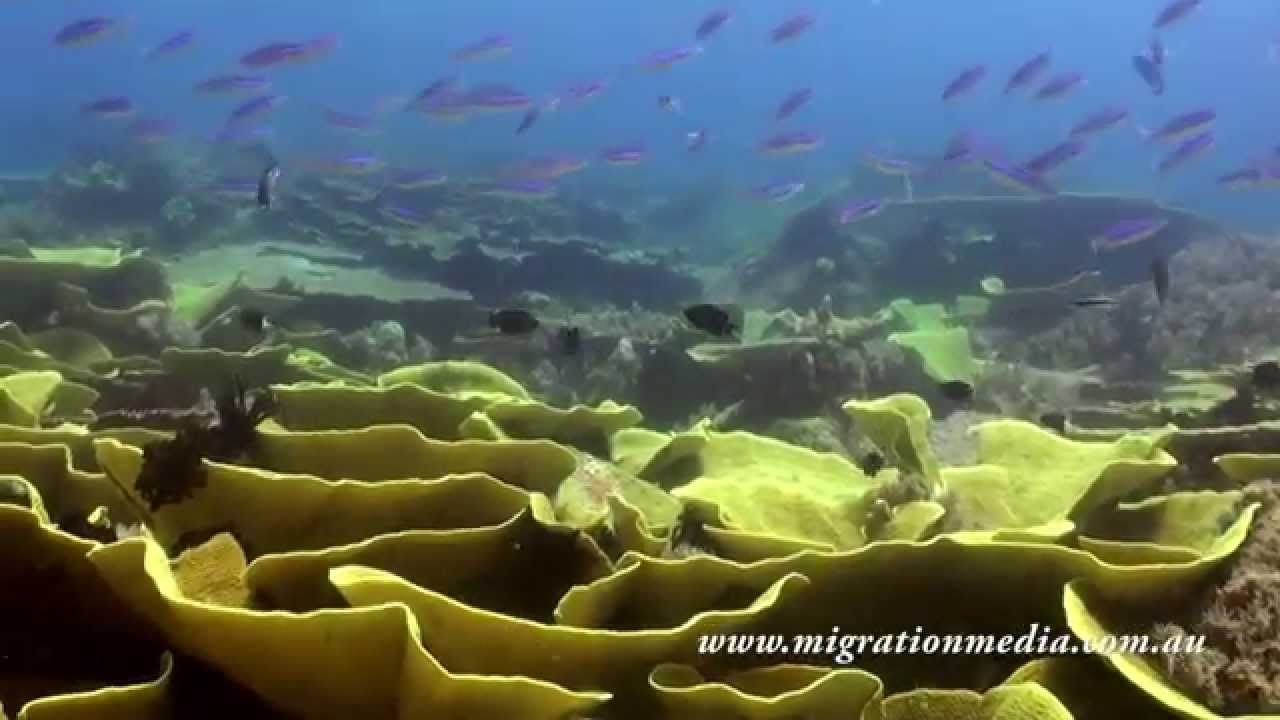 Eastern Fields, Papua New Guinea | Diving On-board MV Golden Dawn
