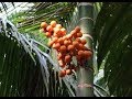 Areca Nut Cultivation - A Profit Making Business - adike krushi