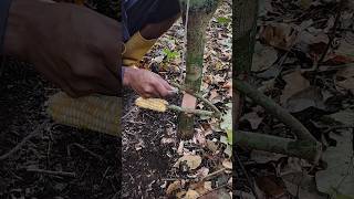 Making a trap for wild boar vermin 😱 #traps #bushcraft #skills #alamliar #shorts #hunting #forest
