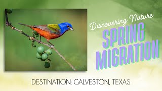 Spring Migration and Nature Photography - Galveston, Texas